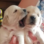 AMBER & LOTTIE STEAD - @amber_lottie_stead - Instagram