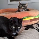 Amber & Luna - @amber_and_luna - Instagram