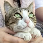 Amber & Luna - @mycats_amber_luna - Instagram