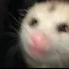 Amber Lutz - @.lutzthefox - TikTok
