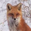 Amber Lutz - @lutzthefox - TikTok