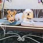 𝒜𝓂𝒷𝑒𝓇 & 𝑀𝒶𝓇𝓁𝑒𝓎 🐶♥️ - @ambermarley2020 - Instagram