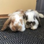 Marley & Amber - @marley_and_amber_thebuns - Instagram