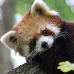 Amber McVey - @fluffee.redpanda - Instagram