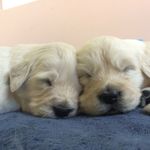 Carrie Detberner - @amber.meadows.goldens - Instagram