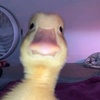 Amber Meakin - @_ambermeakin - TikTok
