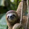 Amber Meakin - @amberthesloth - TikTok
