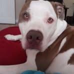 Amber Meals - Facebook
