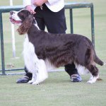 Amber Medlock - @dogshowingprincess - Instagram