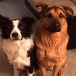 Ambermeehanrose - @amber20056 - Instagram