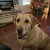 Amber Merrill - @ambersuem - TikTok