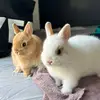 AmberMerryTheBunny - @ambermerrythebunny - TikTok