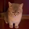 AmbermilligannX - @ambermilligan - TikTok