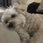 Amber - @amber._natasha - Instagram