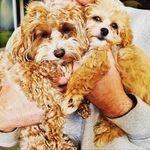 Amber & Olive 🐶🐕 - @adventuresofamberandolive - Instagram