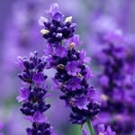 Amber Vela Orgill - @lavenderlolliesshop - Instagram