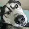Amber/Orion <3333 - @orion5347 - TikTok