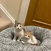 Amber + Oscar - @amber_and_oscar - TikTok