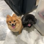 Amber and Oscar - @amber_and_oscar - Instagram