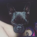 AmberOscar - @ambersoscarsdoglife - Instagram