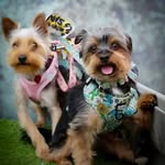 Oscar & Amber - @oscar_amber_yorkie_duo - Instagram