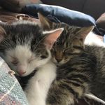 Oscar Amber and Puma - @oscar_amber_puma - Instagram