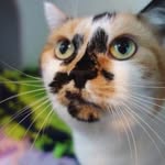 Amber’s Cat Pack - @amberscatpack - Instagram