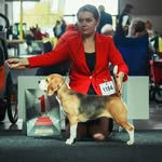 Beagle Amber Pack's FCI - @amberpacksbeagles - Instagram