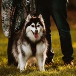 Amber Padron McVicker - @our_charlie_girl_pomsky - Instagram