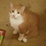 Amber Palma Woolsey - @original_amber_64 - Instagram