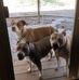 Amber Lehman - Facebook