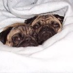 Amber Pitts - @pugznponies1 - Instagram