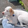 🐶Amber🐕 - @amber.english.pointer - TikTok