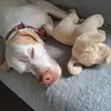 Amber - @amber.the.pointer - TikTok