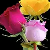Amber.Ponce - @amberponcerjemhaw - TikTok