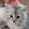 👏Amber Girls👏 - @amber.pop - TikTok