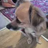 puppygirl - @amberpoppy1 - TikTok