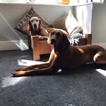 Sarah Flecknor - @amber_poppy_vizsla - Instagram