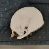 Amber Press - @amber.press0 - TikTok