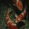 johanna amber ☘️🦆 - @amberprimroses - TikTok