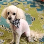Amber Ramirez - @doggrooming.by.amber - Instagram