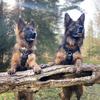 Amber & Ella - @amberandella_gsds - TikTok