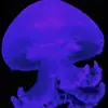 amber_raven123 - @amber_raven123 - TikTok