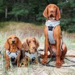 Amber, Odezza & Vizslan Rex 🧡🤎🧡 - @amber.odezza.rex - Instagram
