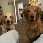 Rex & Amber - @rexnamber - Instagram
