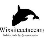 Amber Ring - @wixsitecetaceans - Instagram