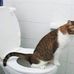 Litter Kwitter Argentina - Amber Ring - Facebook