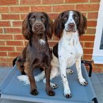 Amber | Max & Romeo - @maxandro_sprockerbros - Instagram