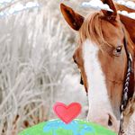 Cody Stewart - @romeoamberhorses - Instagram