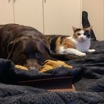 Romeo and Amber - @romeo.and.amber - Instagram